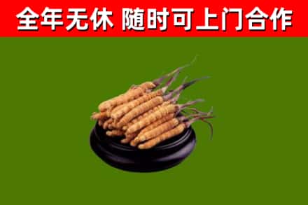 灵武市回收冬虫夏草