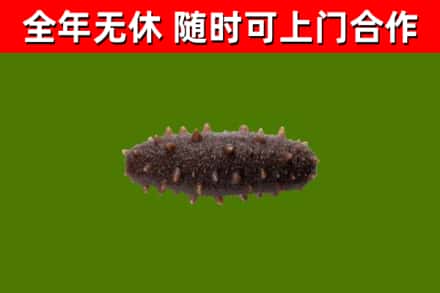 灵武市回收海参干